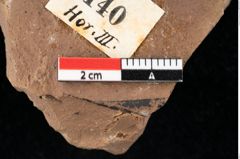 Foto (Detailansicht) von Widdringtonia ungeri Endl. (NHMW-GEO-2024-0188-0140)